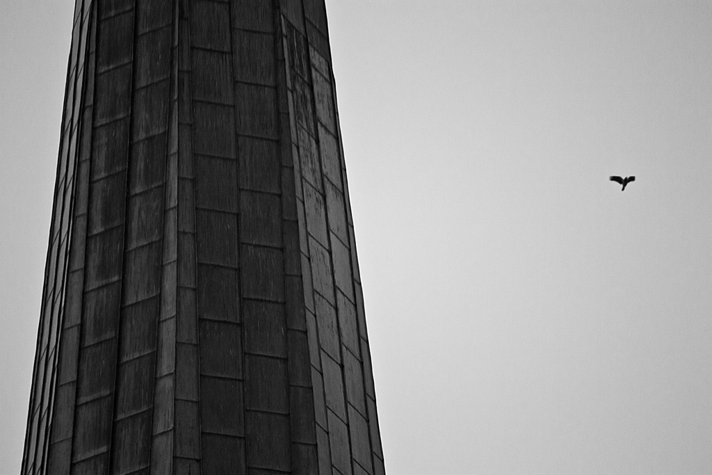 steeple and flying bird steeple and flying bird © Lilly Schwartz